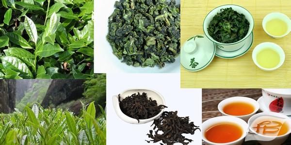 大红袍和铁观音的区别