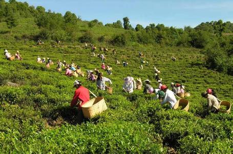 采摘普洱茶 采摘普洱茶