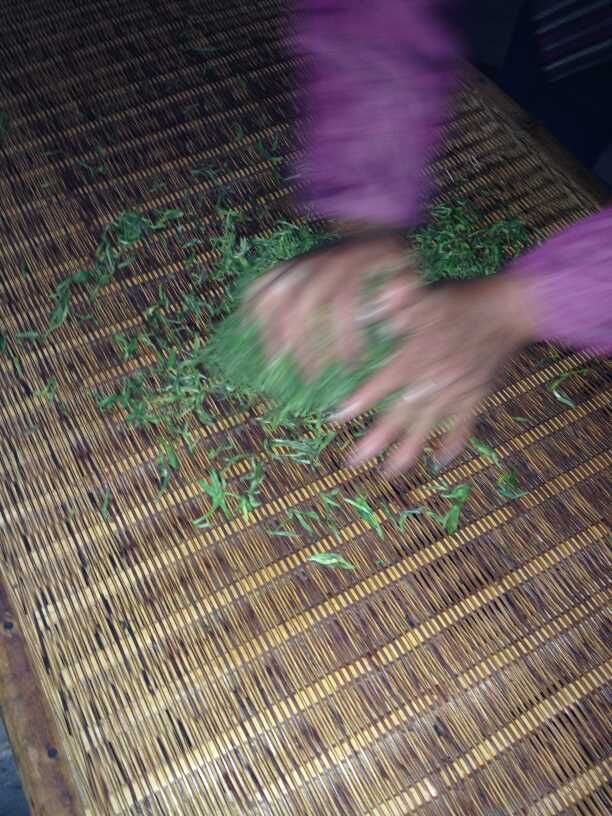 祁门红茶揉捻 祁门红茶揉捻