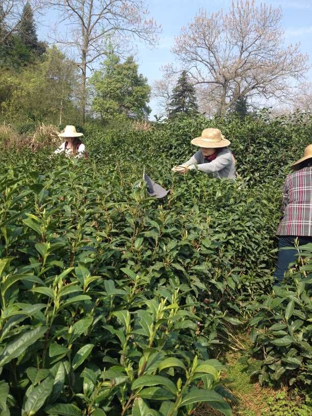 摘采祁门红茶