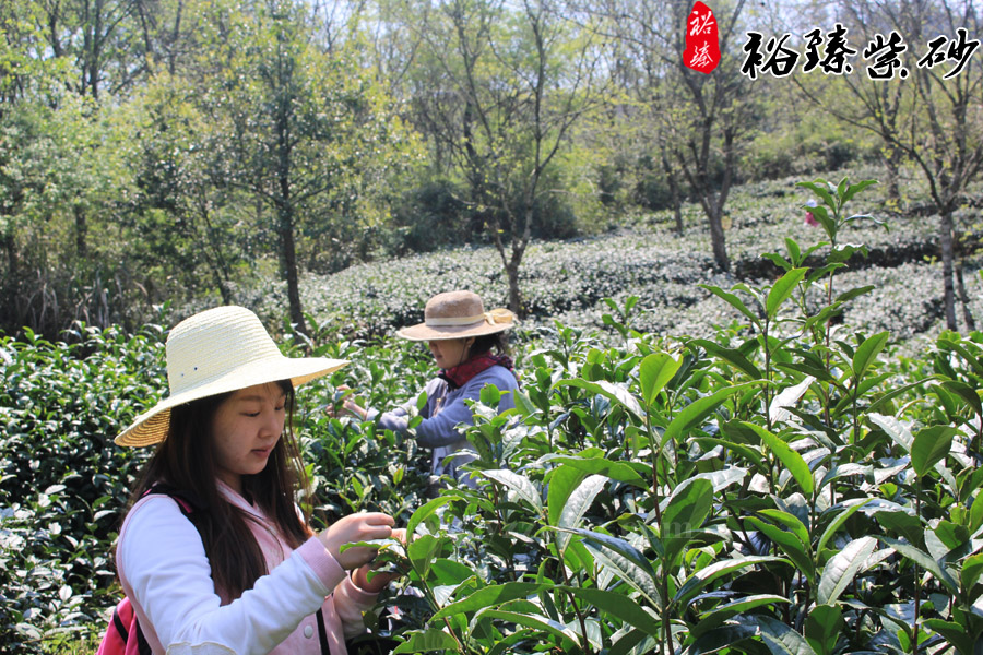 中国十大名茶祁门红茶自己采摘