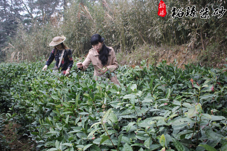 员工自己采摘