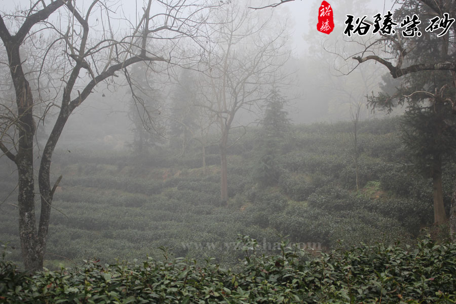 茶园云雾缭绕