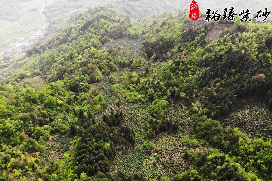 茶园风景