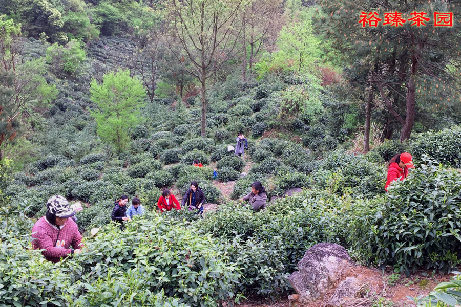 裕臻生态茶园基地坚持原生态