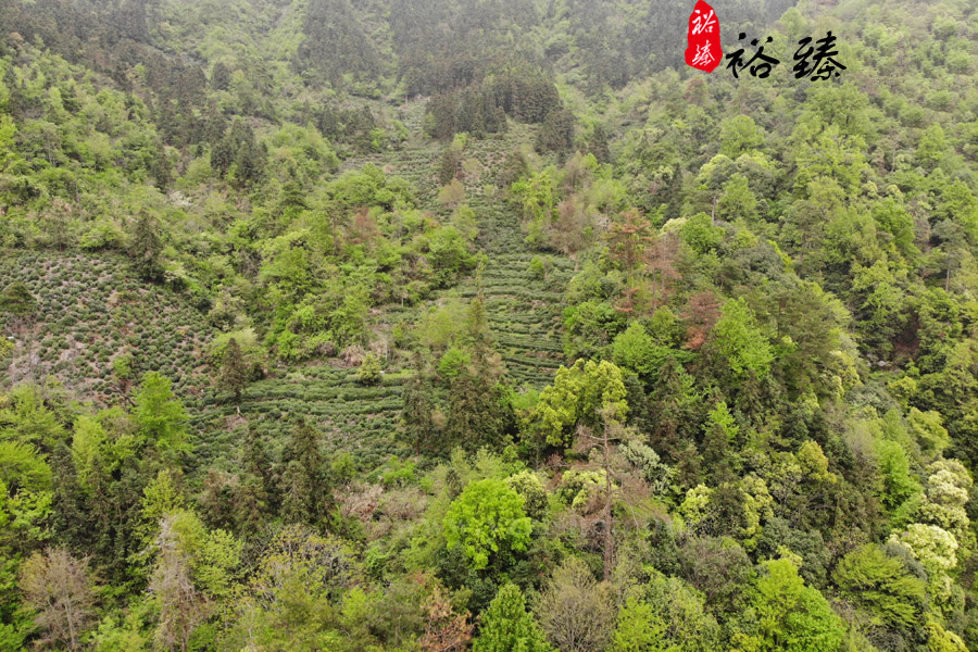 裕臻祁门红茶茶园基地