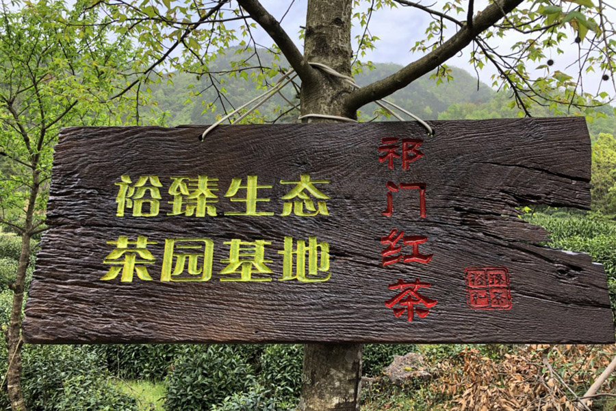 裕臻祁门红茶茶园基地3