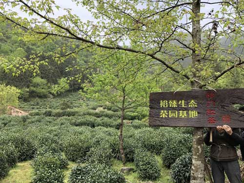 从来没喝过这么好喝的毛峰! 从来没喝过这么好喝的毛峰!