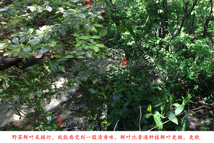 裕臻野茶树