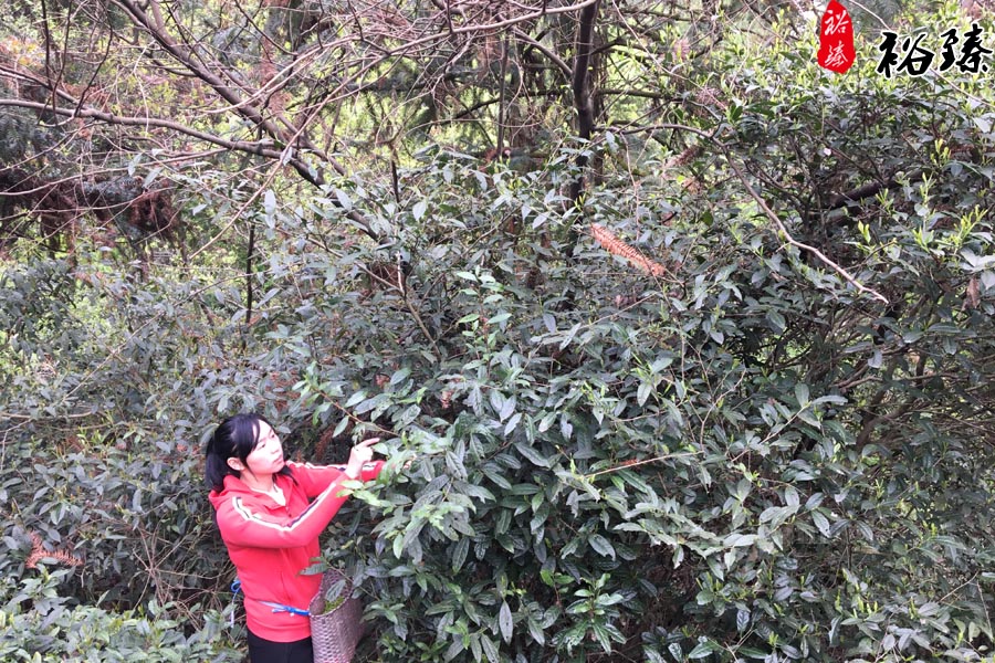裕臻野茶树